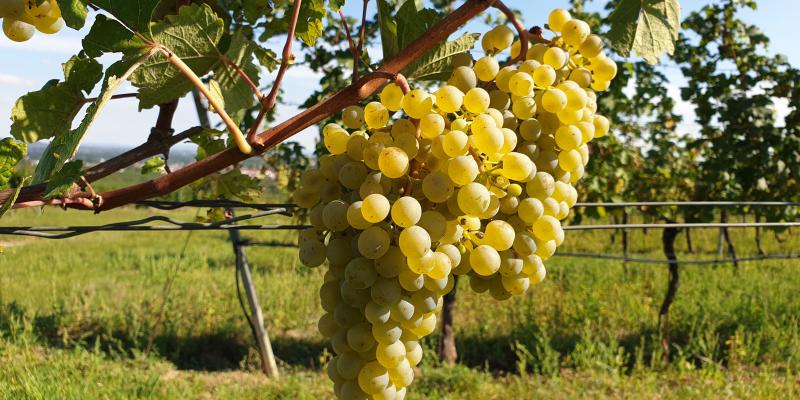 Traube der Rebsorte Grüner Veltliner