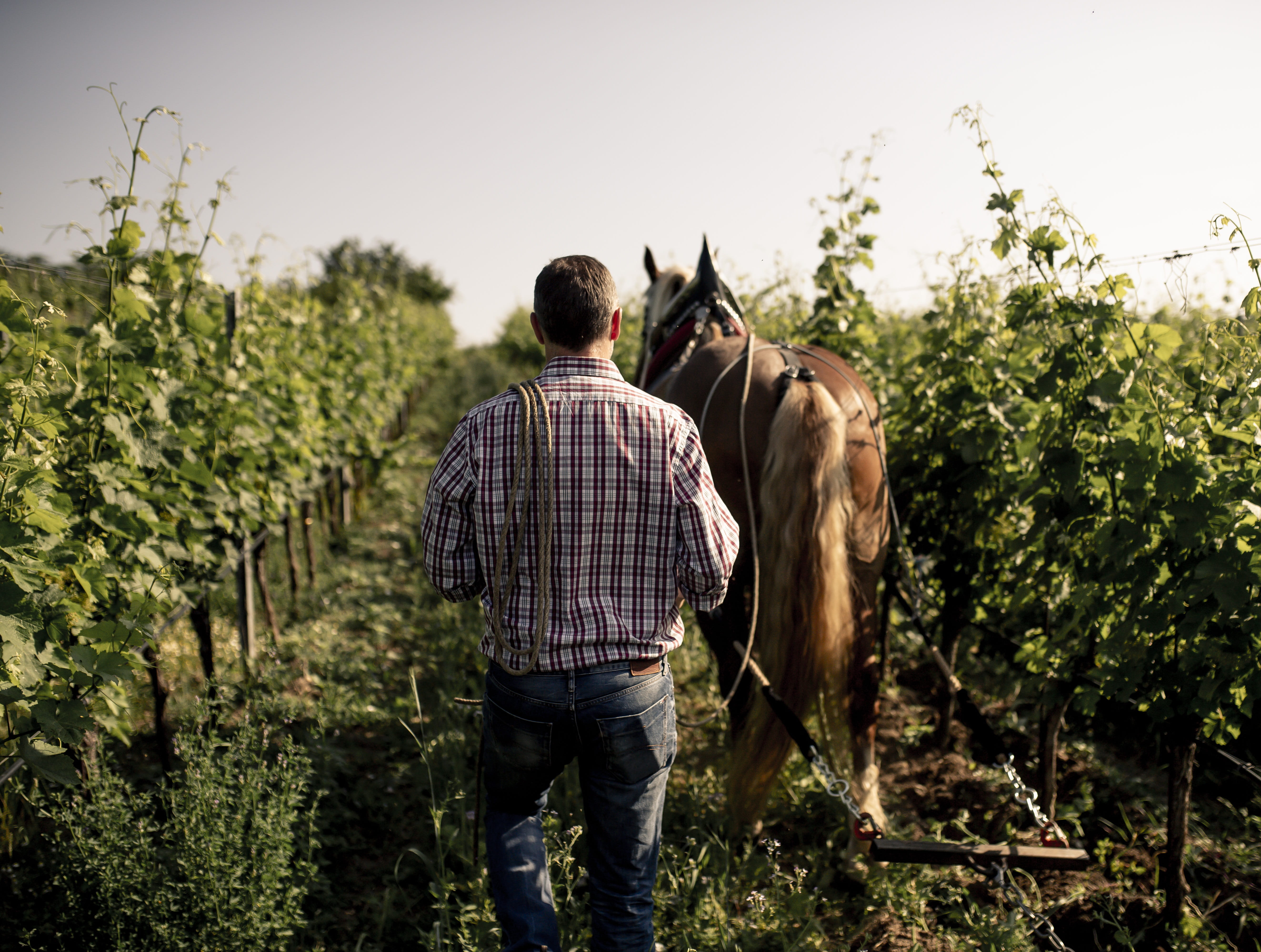 wineyard photo